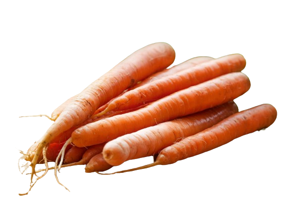 Carrot